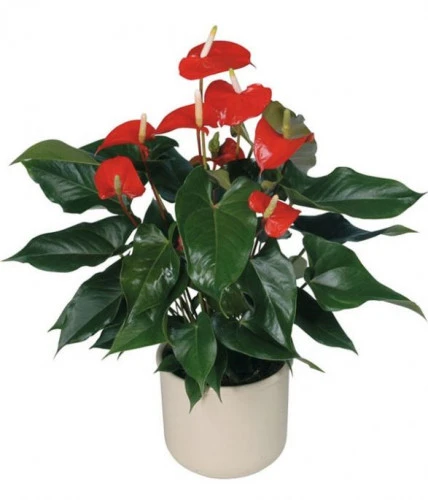 Антуриум андре - Белиза (Anthurium andr. Beliza), ЕС 45 14.0 фото 2