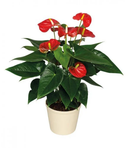 Антуриум андре - Белиза (Anthurium andr. Beliza), ЕС 45 14.0